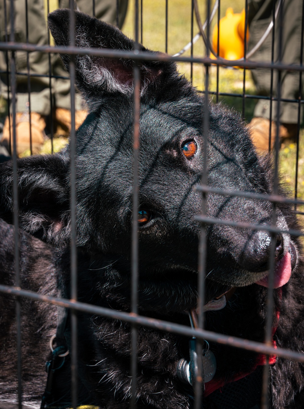 CBIRF Marines Conduct Animal Decontamination Training