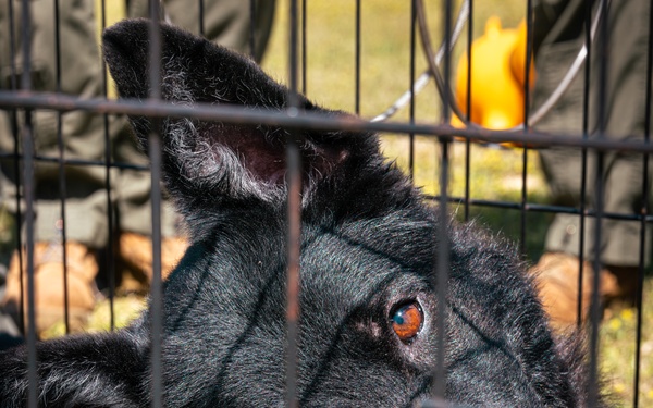 CBIRF Marines Conduct Animal Decontamination Training