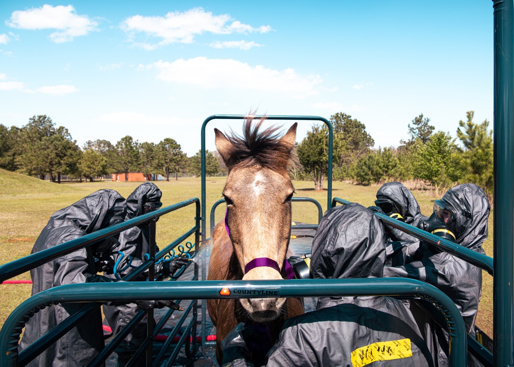 CBIRF Marines Conduct Animal Decontamination Training