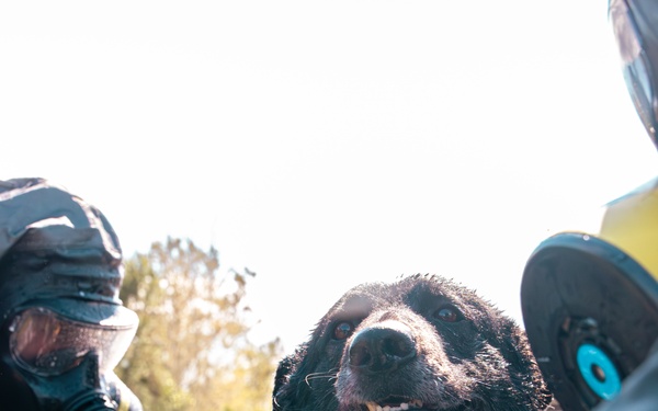 CBIRF Marines Conduct Animal Decontamination Training