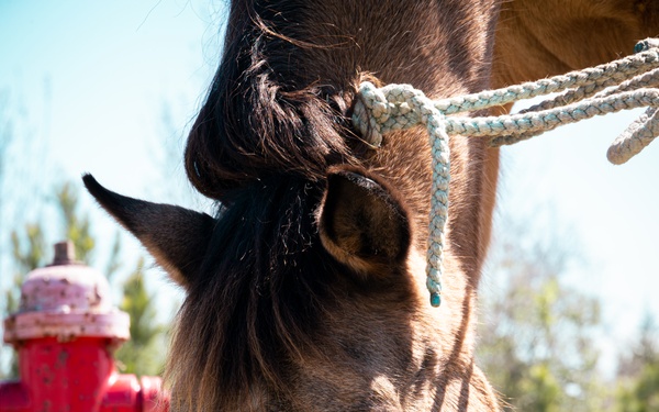 CBIRF Marines Conduct Animal Decontamination Training