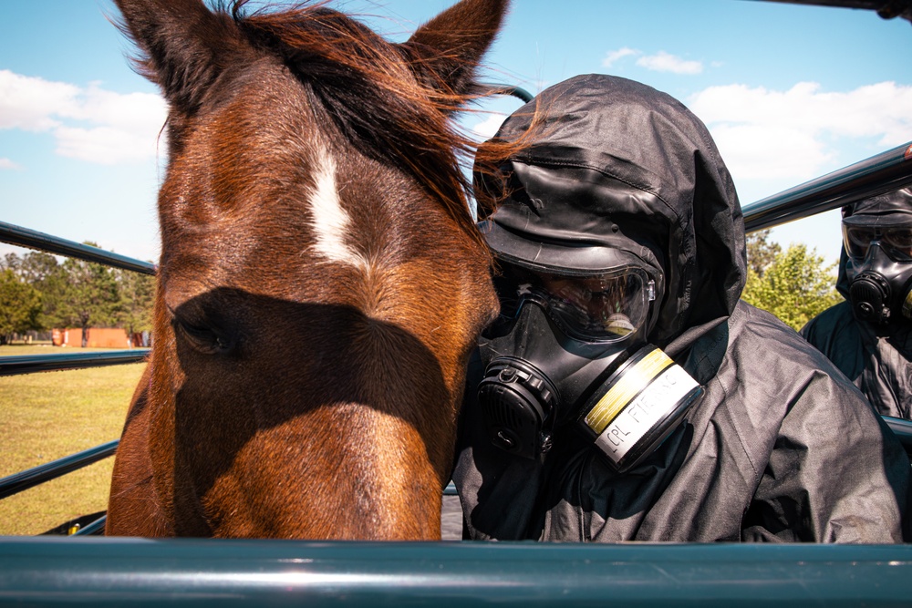 CBIRF Marines Conduct Animal Decontamination Training