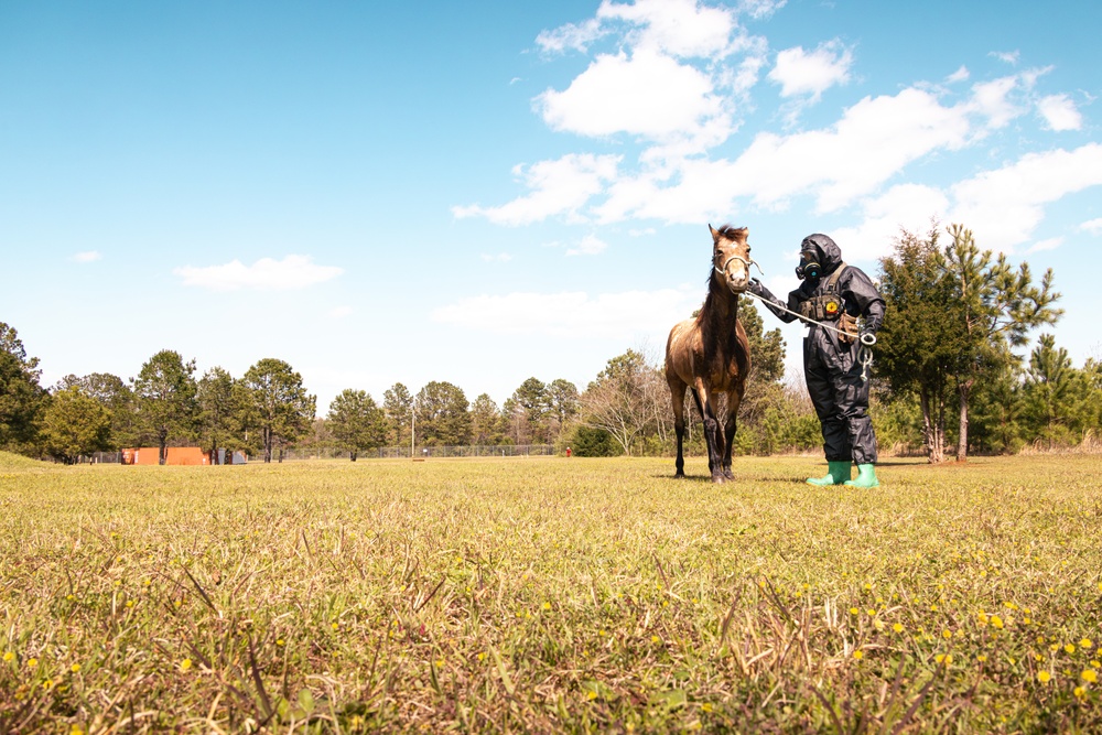 CBIRF Marines Conduct Animal Decontamination Training
