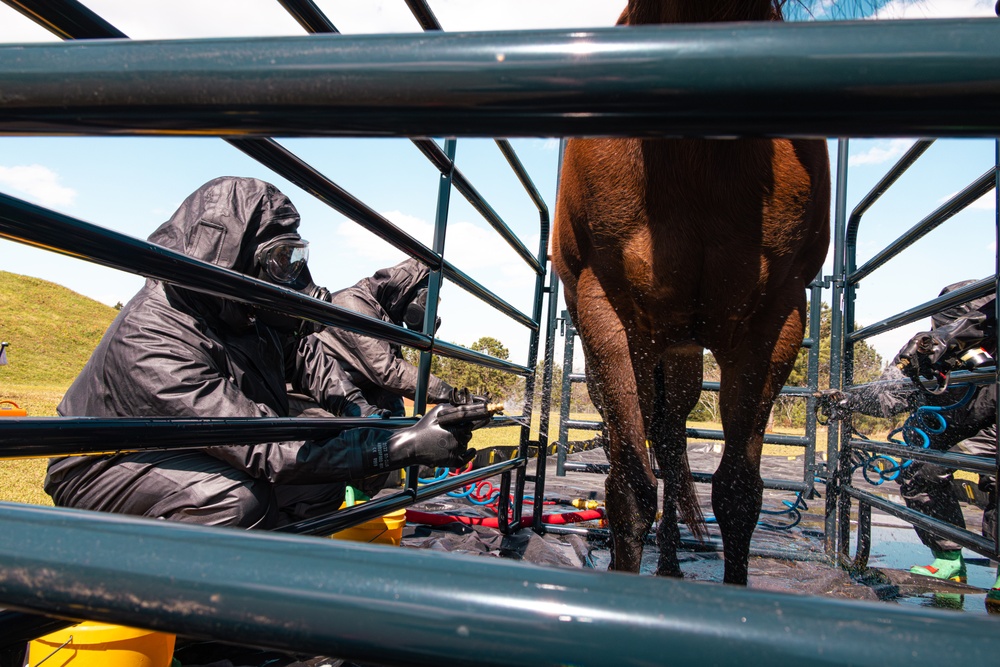 CBIRF Marines Conduct Animal Decontamination Training