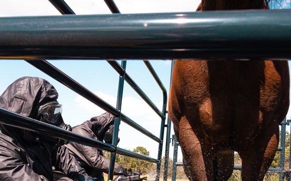 CBIRF Marines Conduct Animal Decontamination Training
