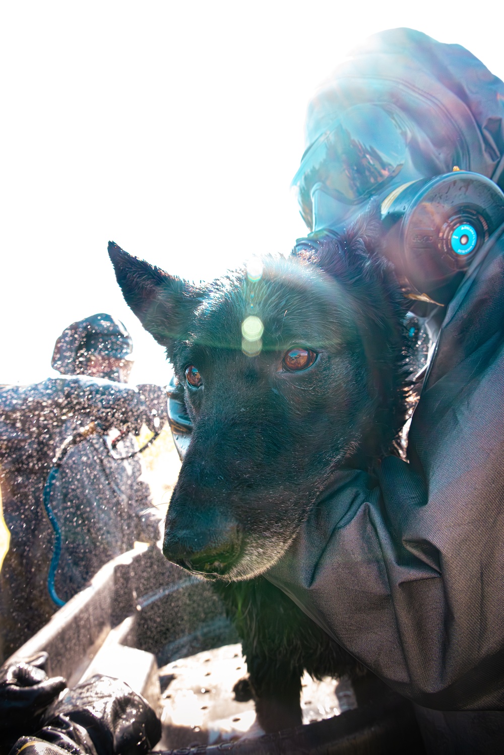 CBIRF Marines Conduct Animal Decontamination Training