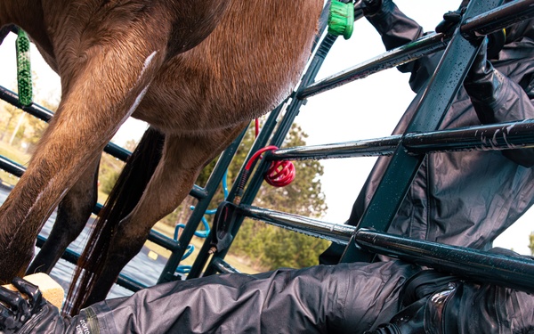 CBIRF Marines Conduct Animal Decontamination Training