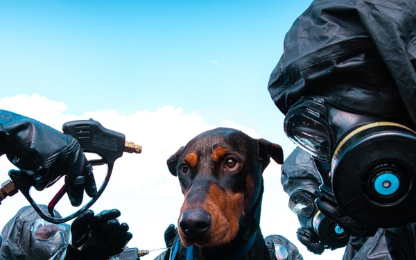CBIRF Marines Conduct Animal Decontamination Training