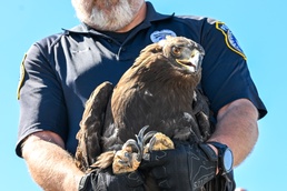 Rehabilitated eagle released back into nature
