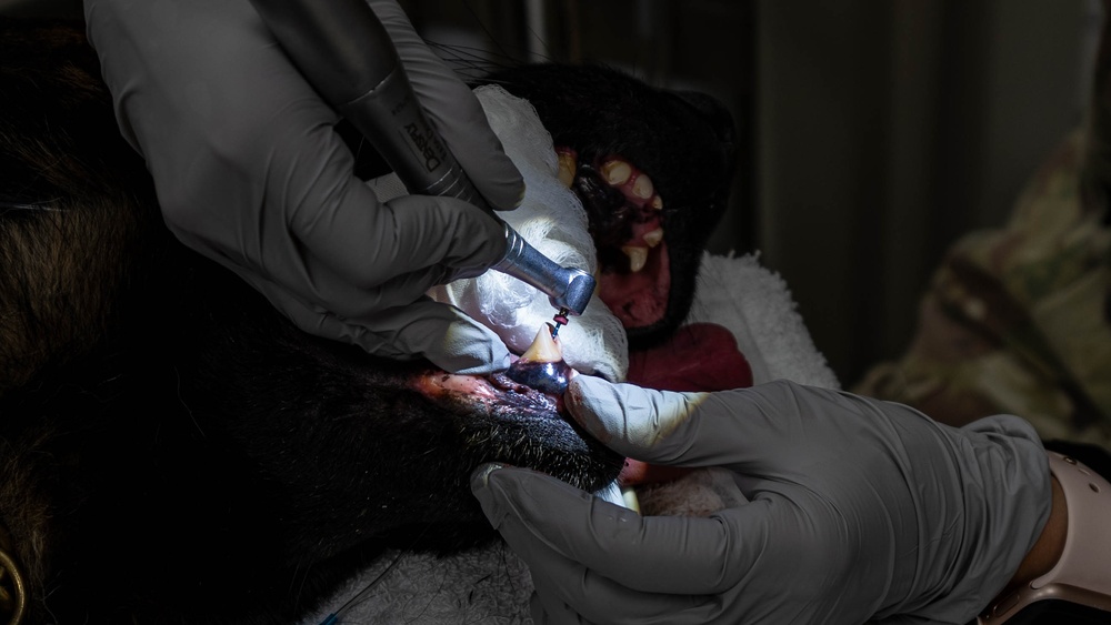 379th EMDS perform root canal procedure on military working dog