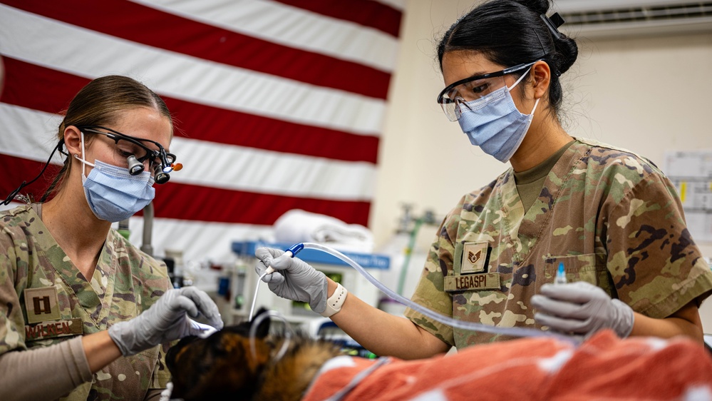 379th EMDS perform root canal procedure on military working dog