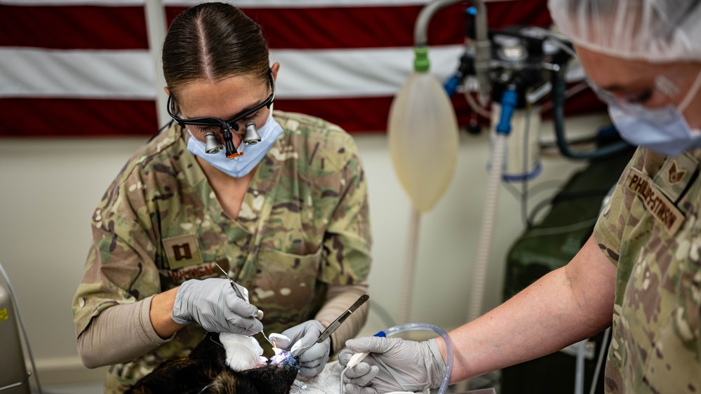 379th EMDS perform root canal procedure on military working dog