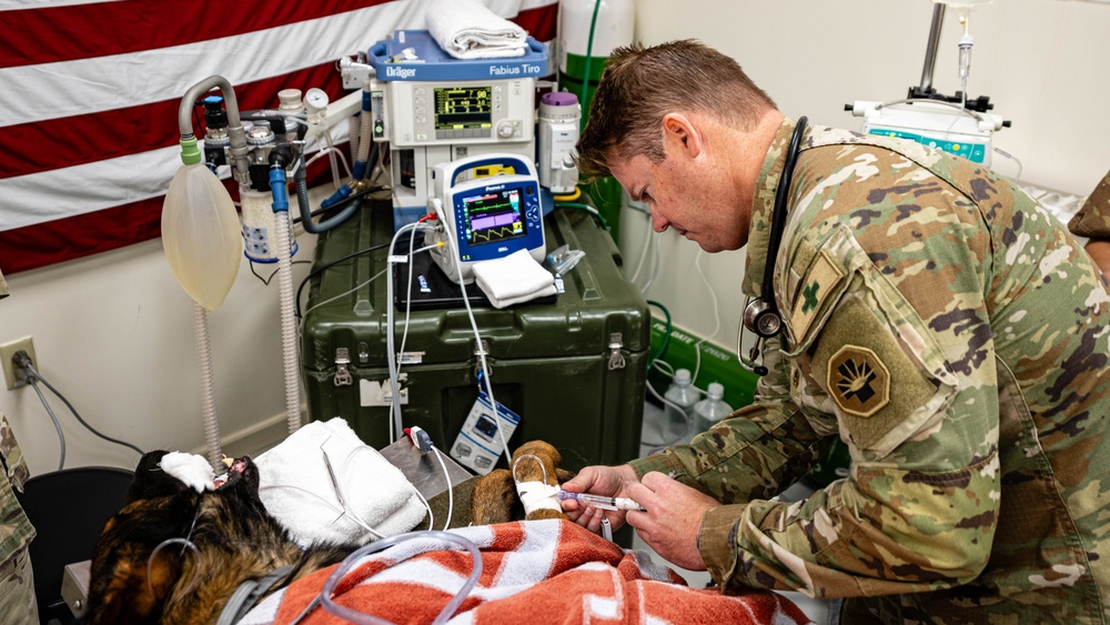 379th EMDS perform root canal procedure on military working dog