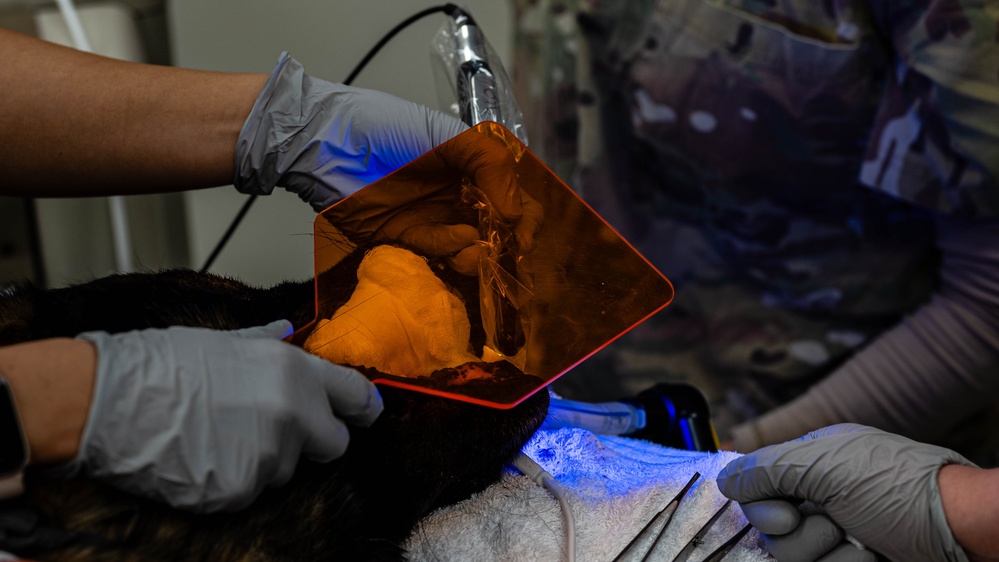 379th EMDS perform root canal procedure on military working dog
