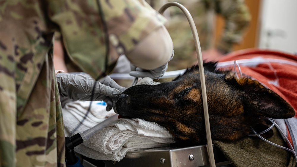 379th EMDS perform root canal procedure on military working dog
