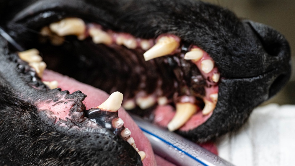 379th EMDS perform root canal procedure on military working dog
