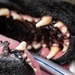 379th EMDS perform root canal procedure on military working dog
