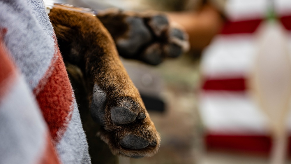 379th EMDS perform root canal procedure on military working dog