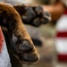 379th EMDS perform root canal procedure on military working dog