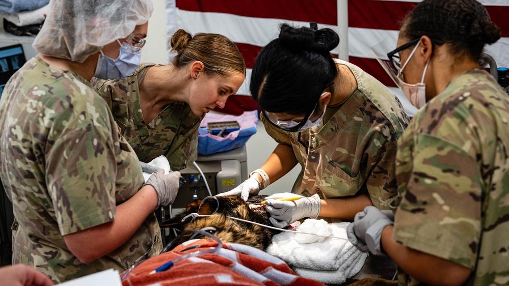 379th EMDS perform root canal procedure on military working dog