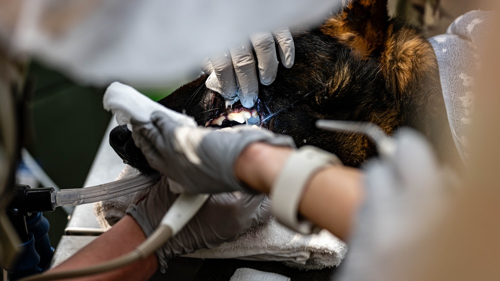 379th EMDS perform root canal procedure on military working dog