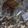 Temporary Debris Staging and Reduction Site - Temescal Canyon Road, Palisades Temporary Debris Staging and Reduction Site - Temescal Canyon Road, Palisades