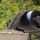 Temporary Debris Staging and Reduction Site - Temescal Canyon Road, Palisades Temporary Debris Staging and Reduction Site - Temescal Canyon Road, Palisades