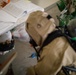 MCAS Iwakuni EOD and CBRN conduct chemical environment training with JGSDF