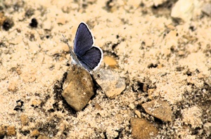Biologist discusses hosting two Fort McCoy butterfly field day tours for Natural Resource Foundation of Wisconsin