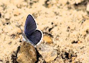 Originator of Karner Blue Butterfly endangered species program at Fort McCoy reflects on its success