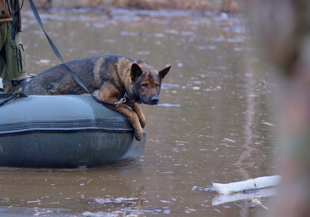 Search and rescue dogs assist in recovery efforts of missing U.S. soldier