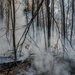 Joint Base Langley-Eustis Performs First Prescription Fire in 10 Years Increasing Biodiversity,  Soldier Safety and Training