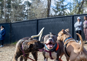 USS Ronald Reagan (CVN 76) Sailors volunteer at the Kitsap Humane Society