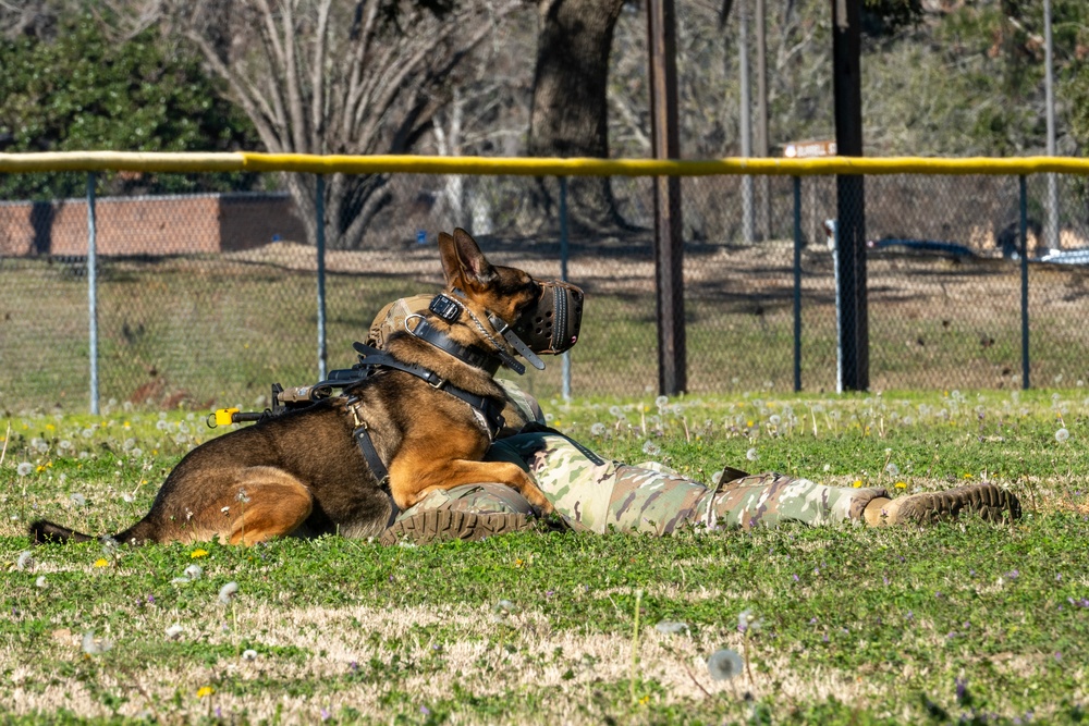 820 BDG Military Working Dog Training