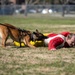 820 BDG Military Working Dog Training