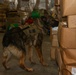 U.S. Marines Conduct Follow-Up Training with Military Working Dogs at Quantico