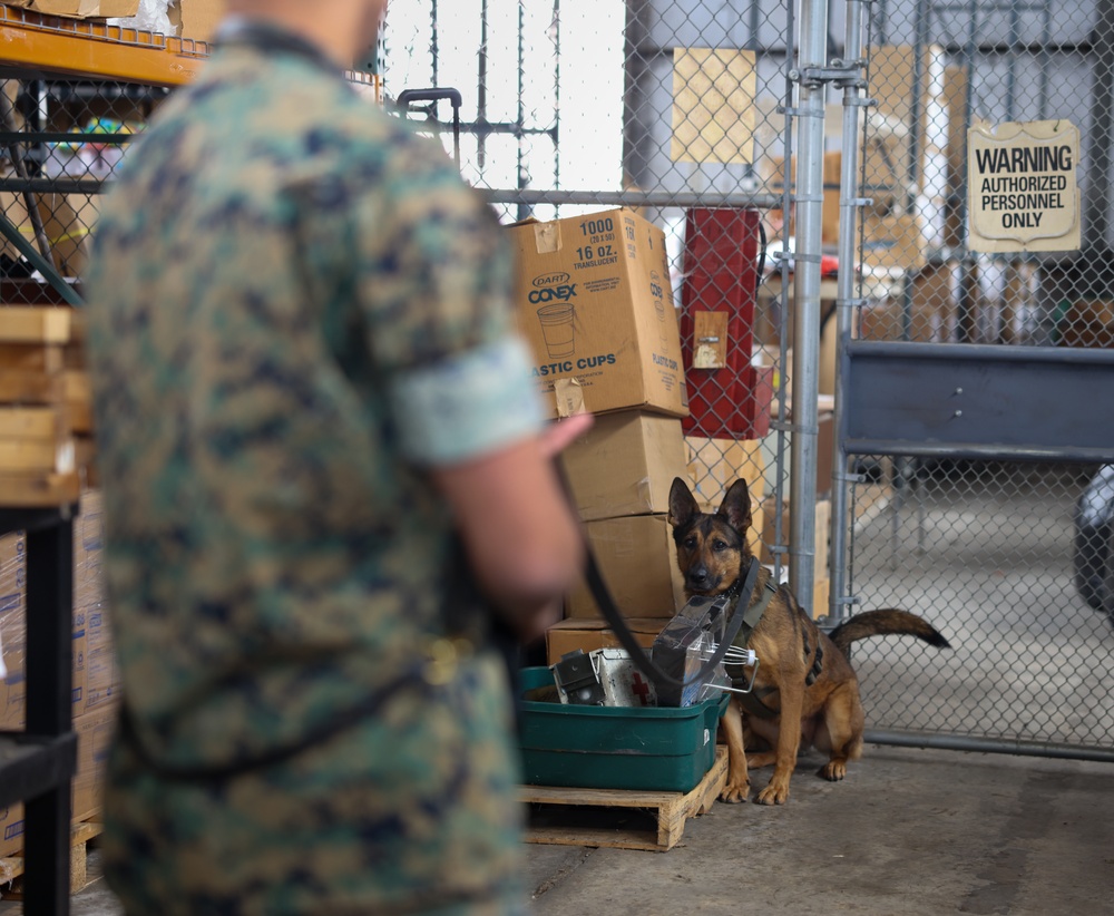 U.S. Marines Conduct Follow-Up Training with Military Working Dogs at Quantico