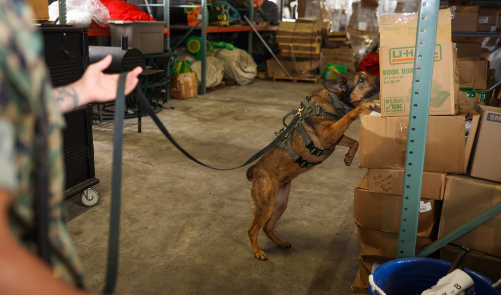 U.S. Marines Conduct Follow-Up Training with Military Working Dogs at Quantico