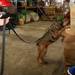 U.S. Marines Conduct Follow-Up Training with Military Working Dogs at Quantico