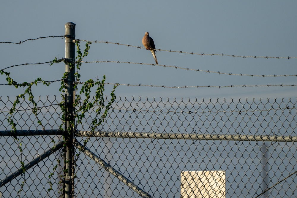 Bird Mitigation Operations on JBSA-Randolph