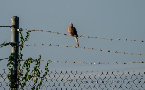 Bird Mitigation Operations on JBSA-Randolph