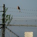Bird Mitigation Operations on JBSA-Randolph