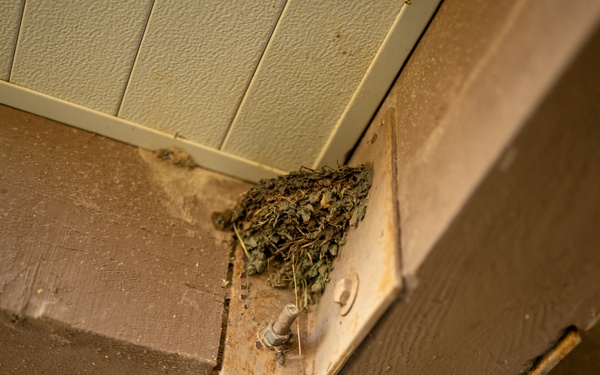 Bird Mitigation Operations on JBSA-Randolph