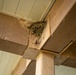 Bird Mitigation Operations on JBSA-Randolph