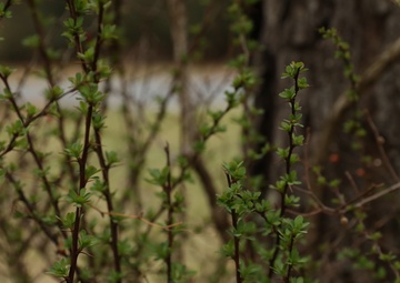 Pine trees at Fort Indiantown Gap