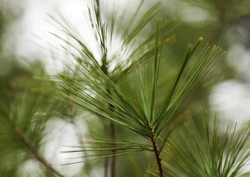 Pine trees at Fort Indiantown Gap