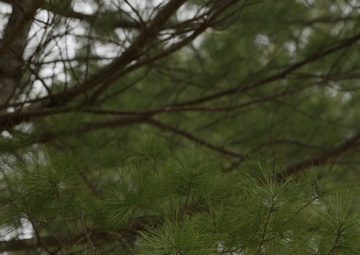 Pine trees at Fort Indiantown Gap