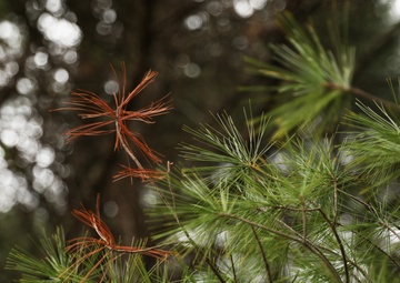 Pine trees at Fort Indiantown Gap