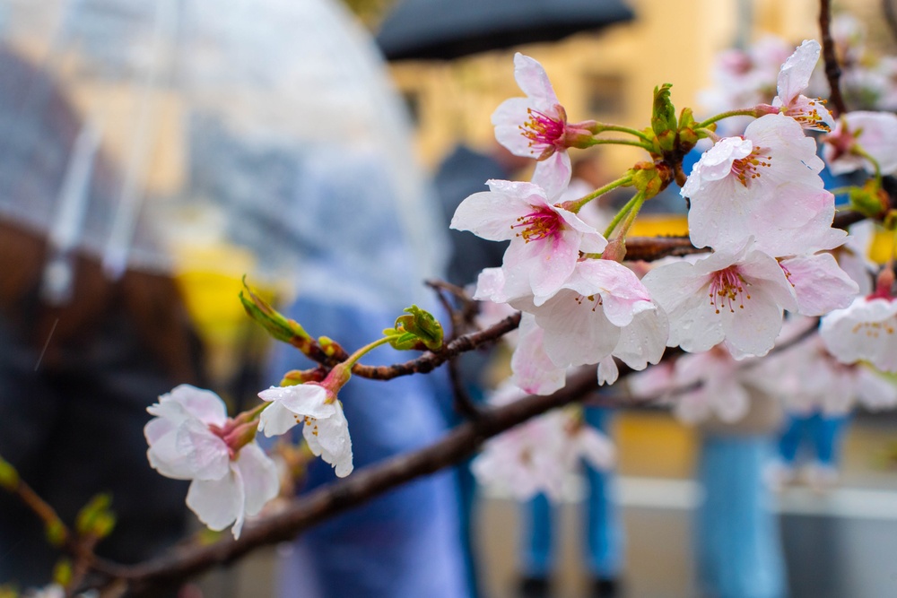 U.S., Japan friendship flourishes during Sakura Spring Festival 2025