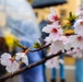 U.S., Japan friendship flourishes during Sakura Spring Festival 2025